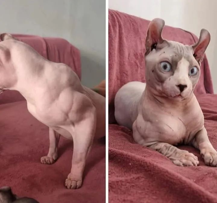 Sphynx Elf russo - Foto 5