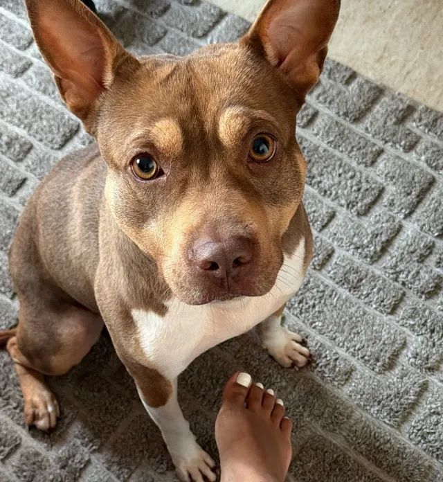Cachorro pitbull - Foto 2