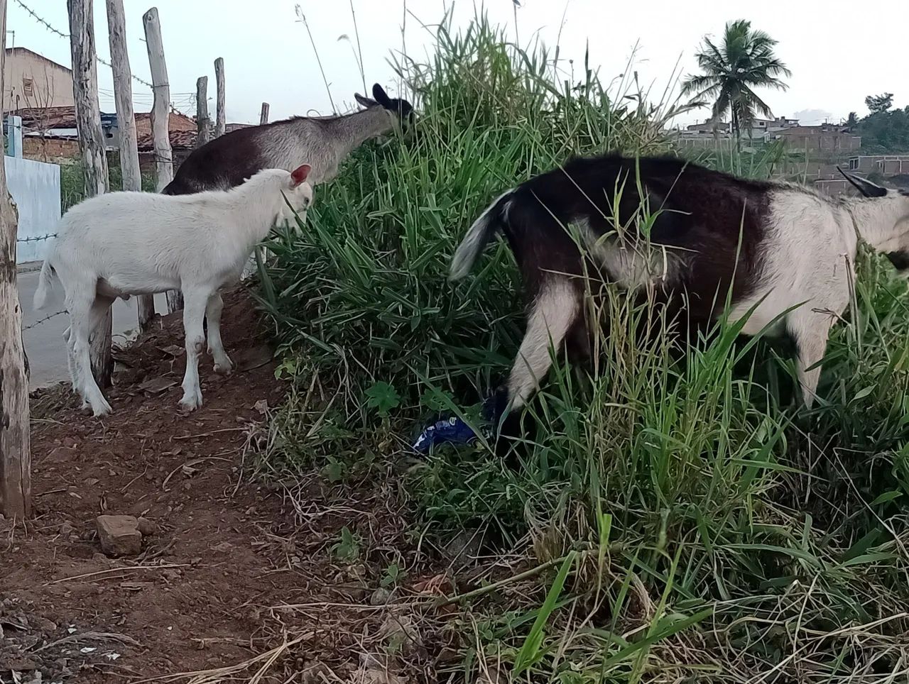 Cabras Lote  - Foto 4