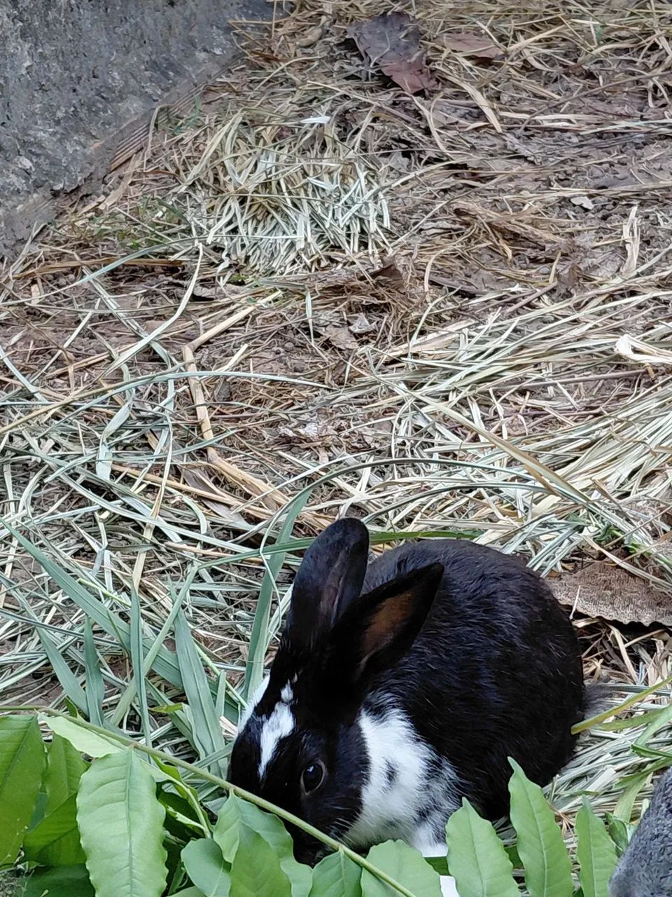 Vende-se Coelho Macho - Foto 5