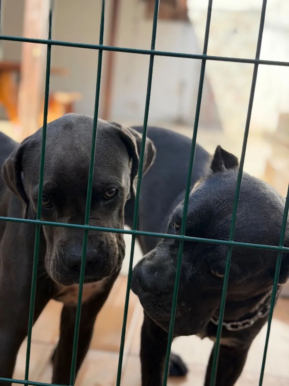 CANE CORSO - Foto 2