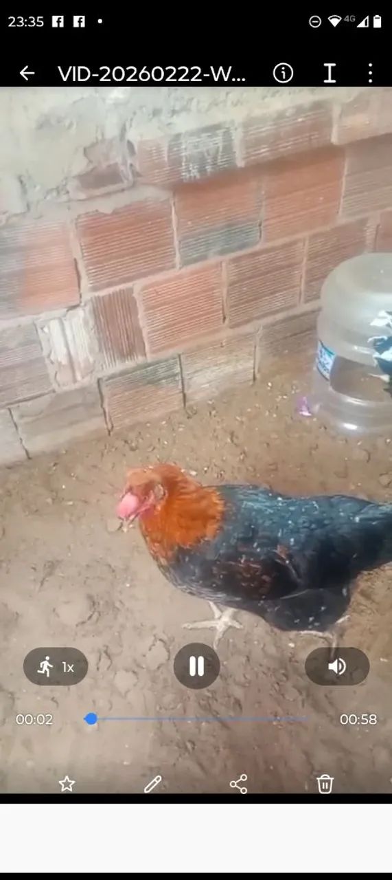GSB disponível valor do pinto 70 reais a unidade  - Foto 5