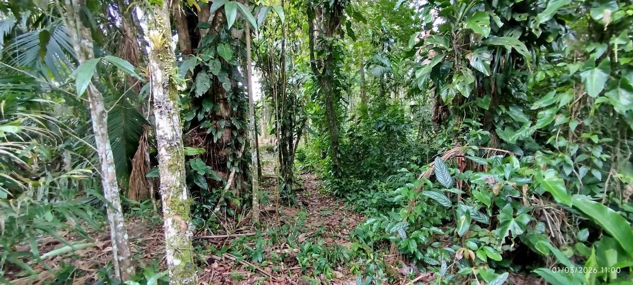 Lotes a Venda em Morretes - Foto 3