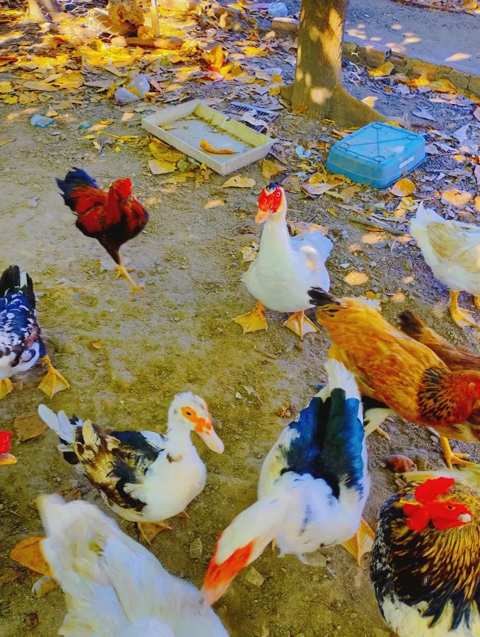 Patos ! - Foto 3