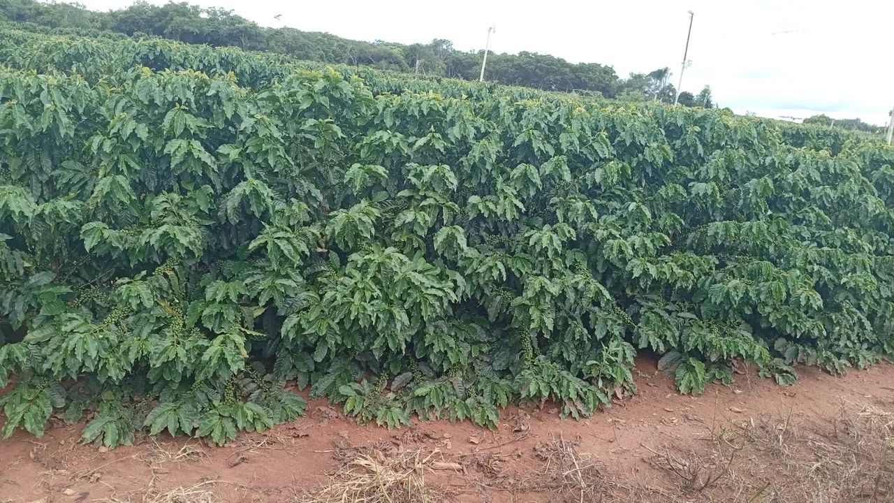 Fazendinha de café em Araguari  - Foto 2