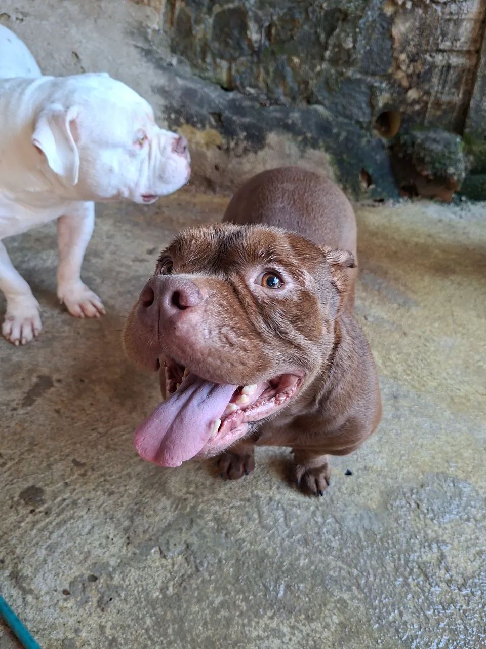 AMERICAN BULLY  - Foto 3