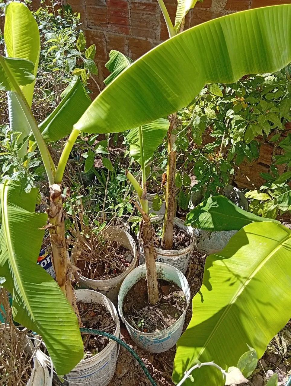 Mudas de banana maçã ?.