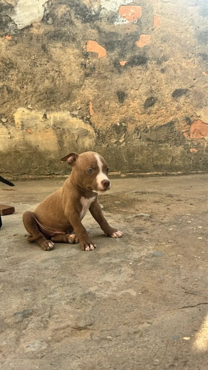 Filhotes de Pitbull  - Foto 5
