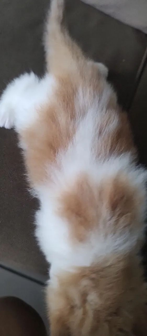 gato persa - Foto 2
