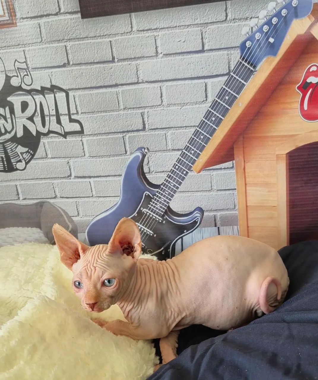 Sphynx macho White 