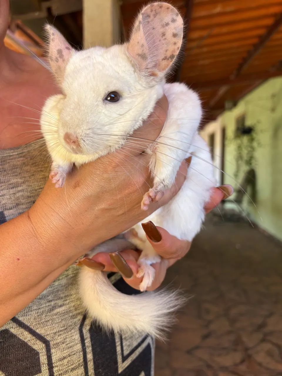 Chinchila macho adulto - Foto 2