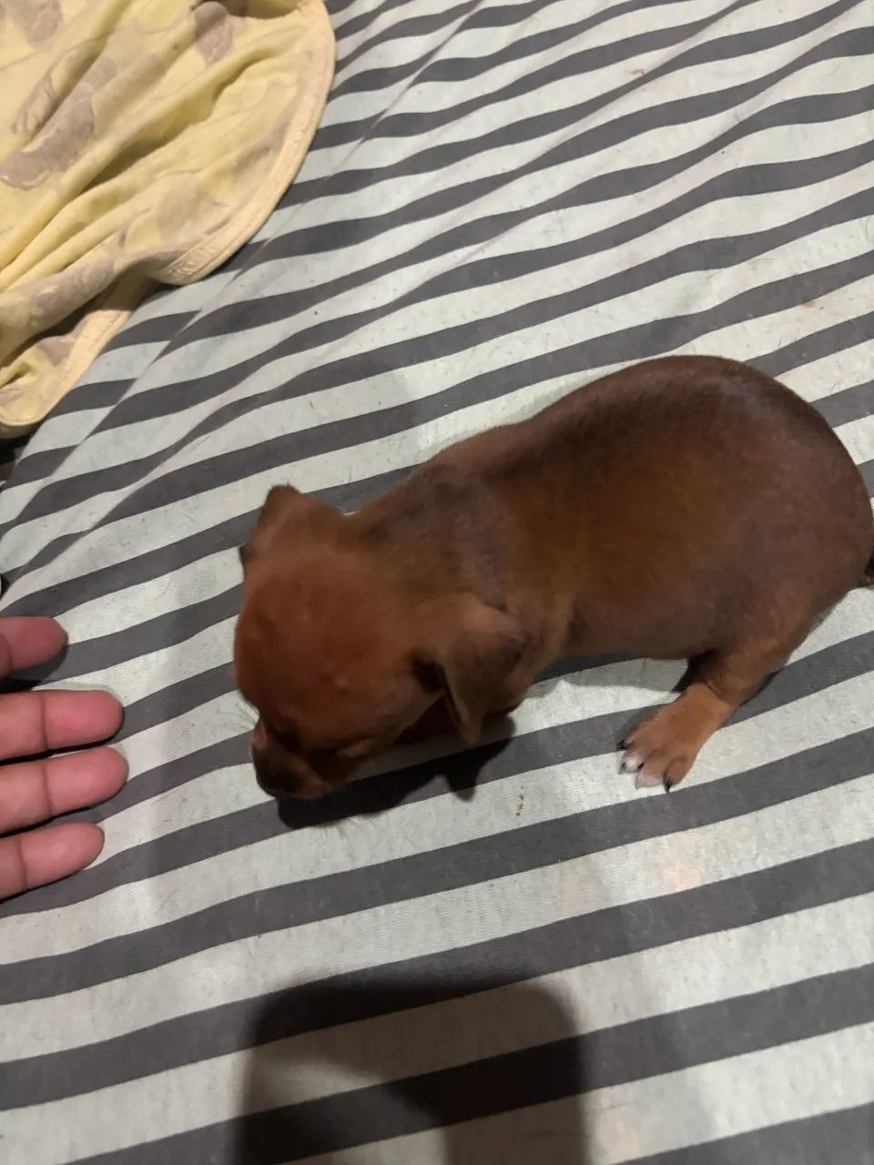 Pet - Foto 2