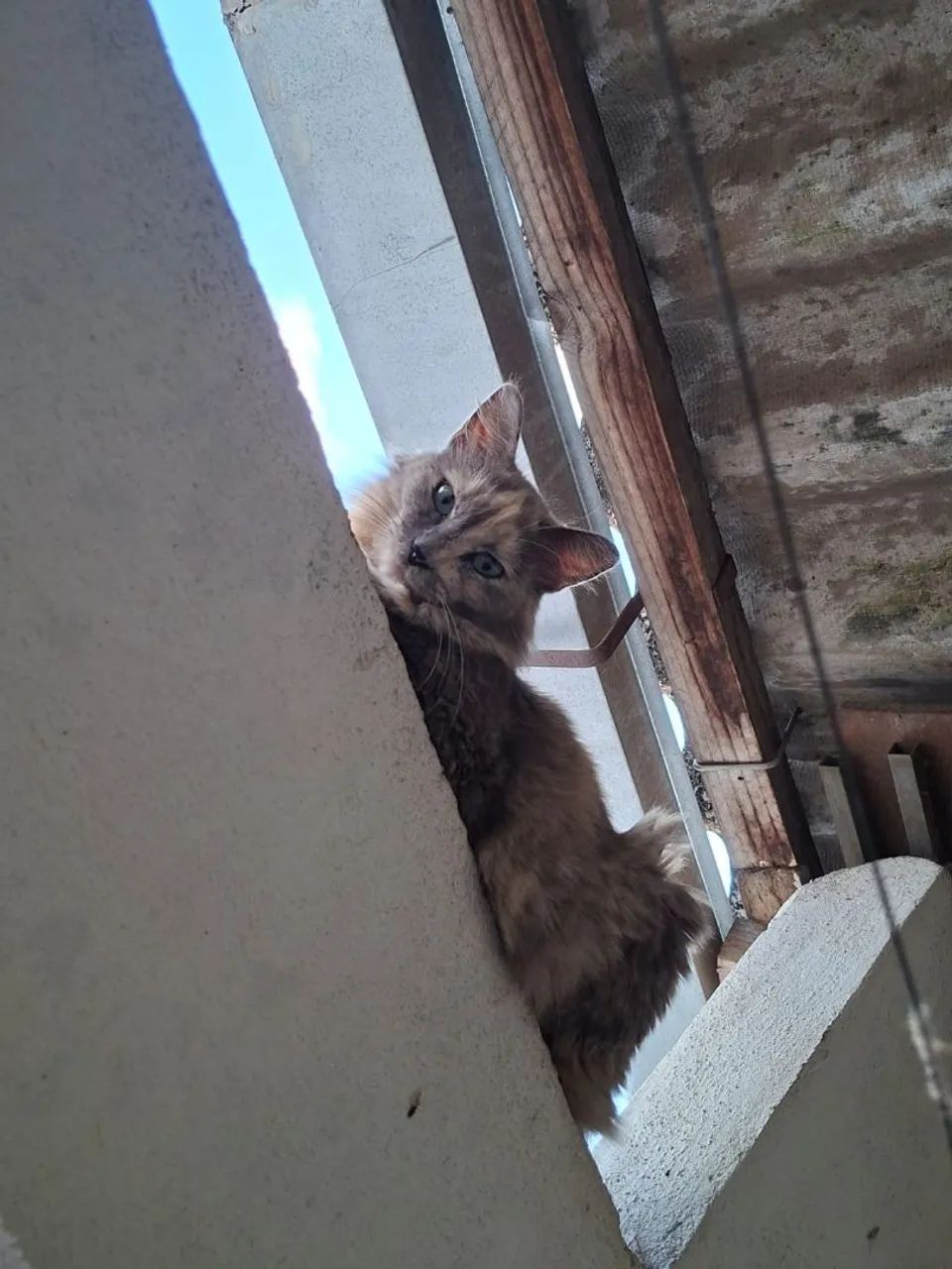 GATA - Foto 2