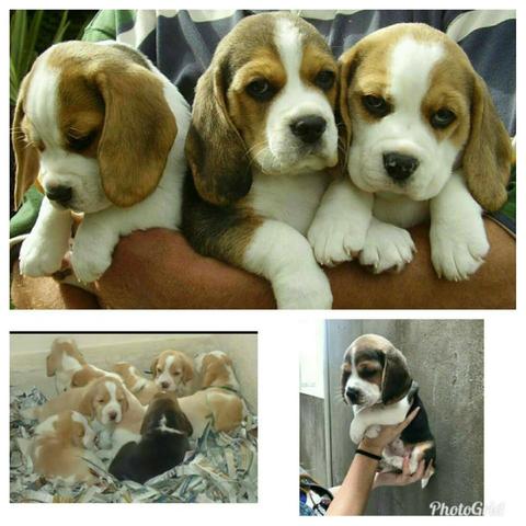Beagle Filhotes 13 polegadas vacinados Pedigree cartão 5x