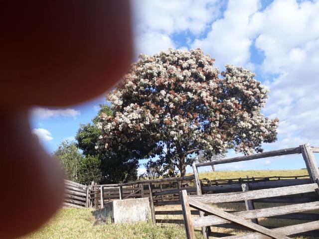 Excelente sítio de 8,64 hectare em Ponto Chic (Patos de Minas/MG) - Foto 8