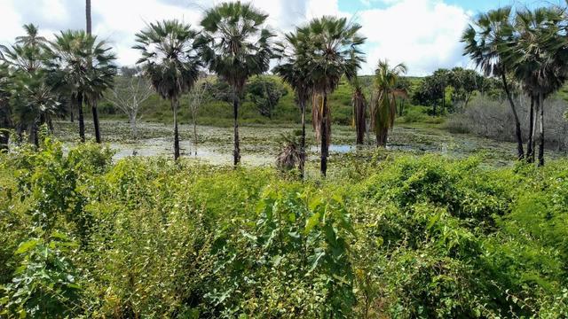 Fazenda em Monte Alegre - Com 80,52 Ha -Com Açude - Foto 16