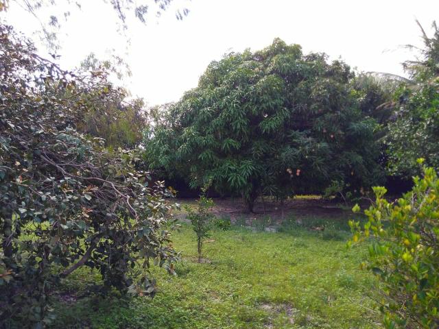 Sitio ótimo para morar e produzir ! - Foto 13