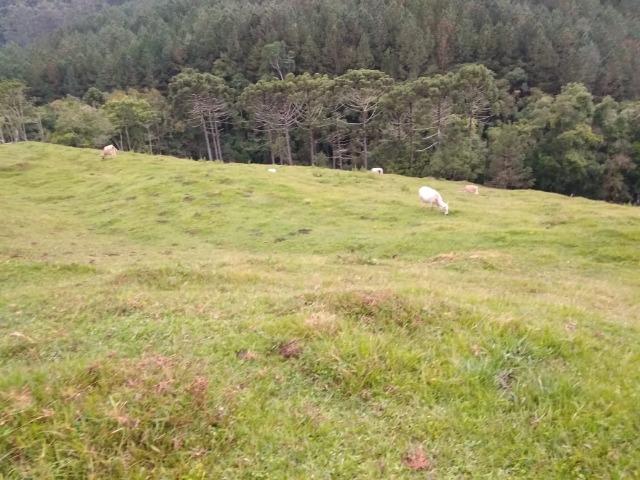 Lindo sítio em Itaiópolis - Foto 9