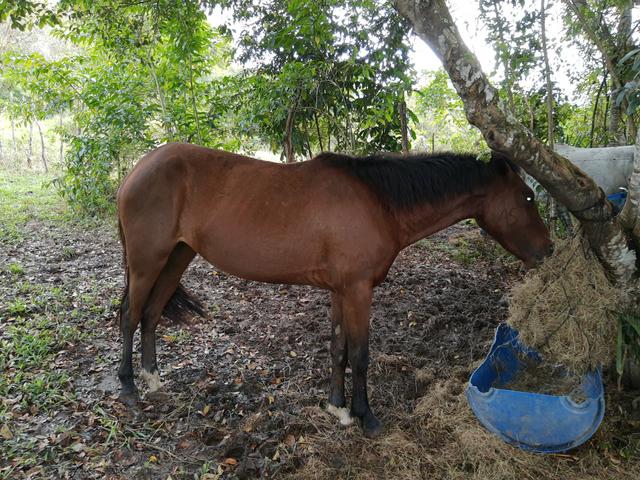 Potra primeira muda - Foto 2