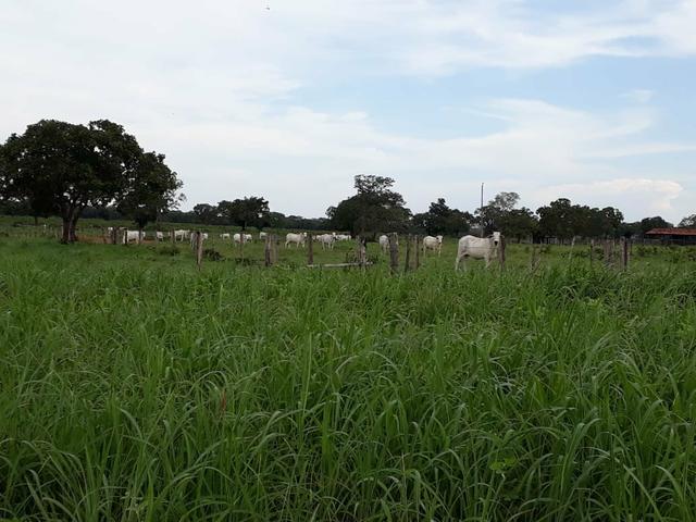 Fazenda - Foto 8