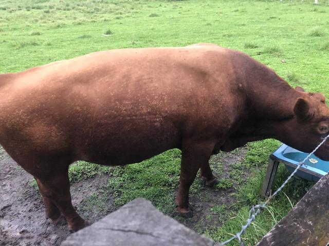 Troca de touro Red Angus - Foto 5