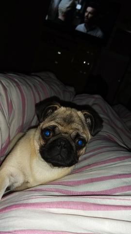 Barbara pug femea - Foto 2