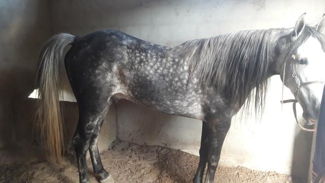 Cavalo magalarga picado - Foto 4