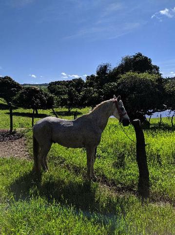 Vendo cavalo bom de sela - Foto 2