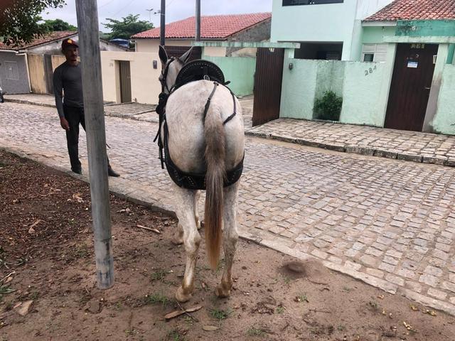 Burra chique - Foto 4