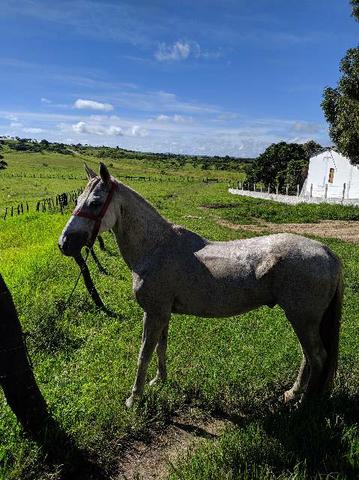 Vendo cavalo bom de sela - Foto 4