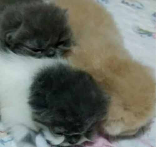 Gatos persas - Foto 6