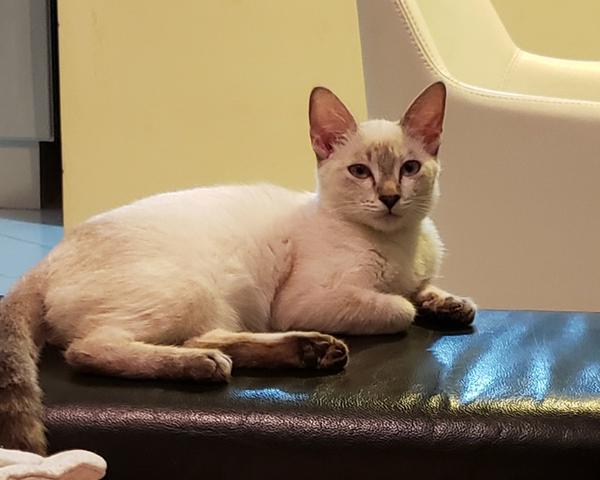 Doando gatinha - Foto 4