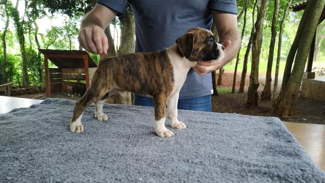 Filhotes de Boxer com registro Pedigree - Foto 4