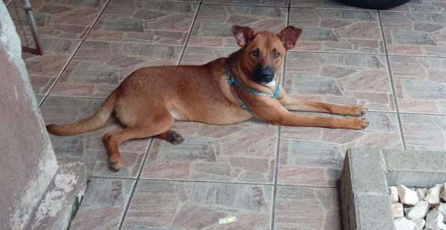 Cachorro pra doação - Foto 2