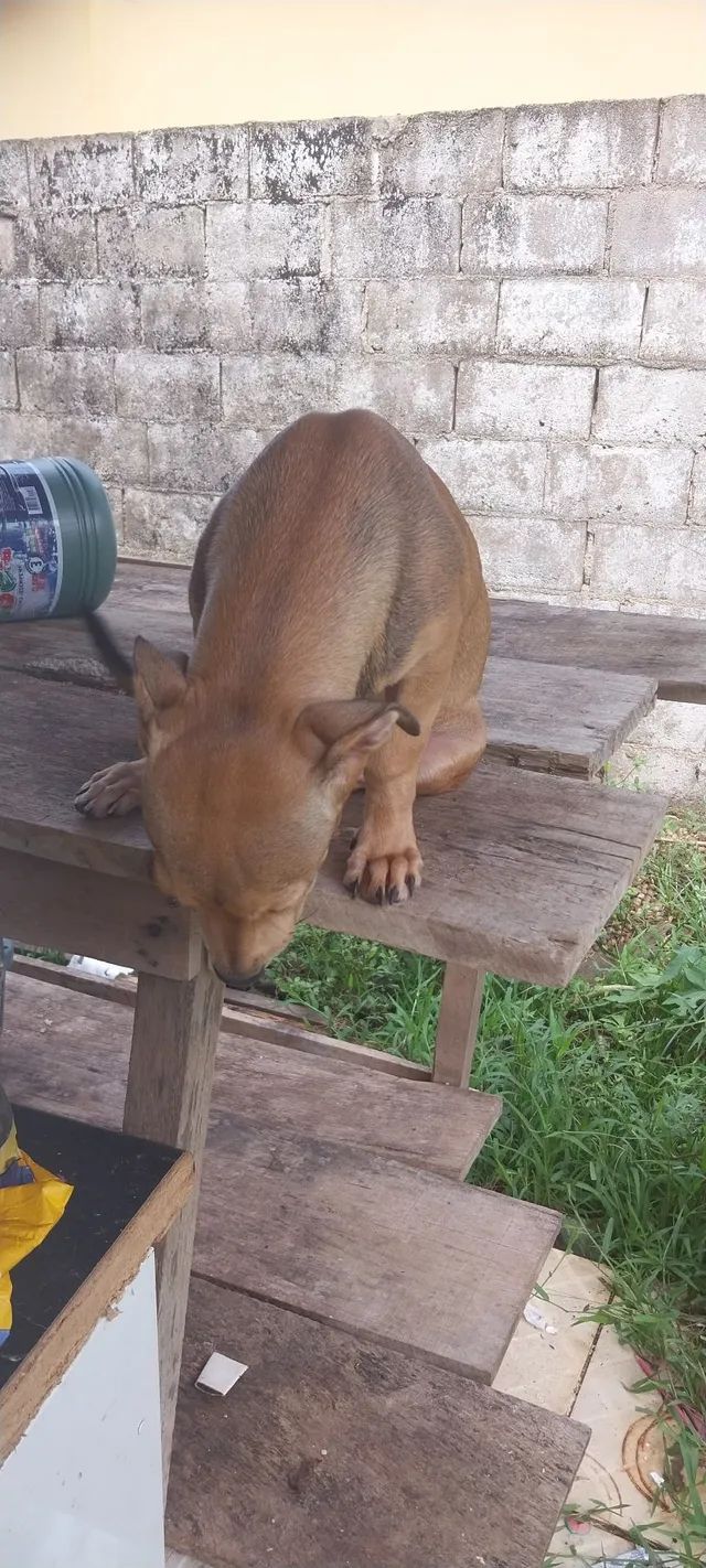 Doação responsável  - Foto 5