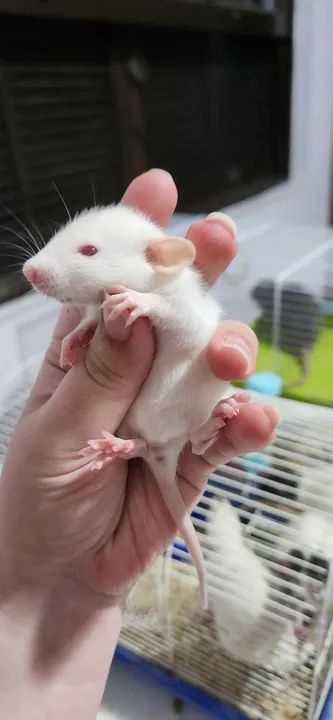 Twisters Dumbo - Foto 4