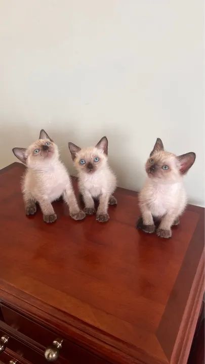 Gatos siameses para doação muito amorosos?