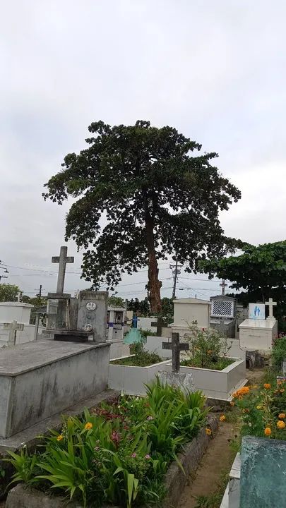 Poda de árvores  - Foto 2