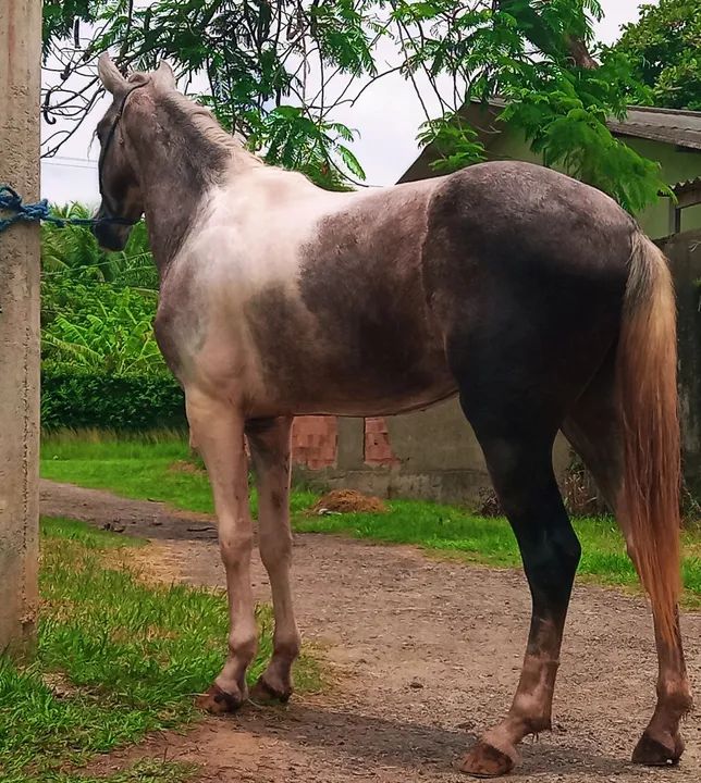Potro Mangalarga Marchador