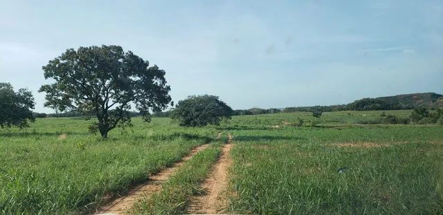 Fazenda em Campos Lindos. 66 mil por alqueire. - Foto 2