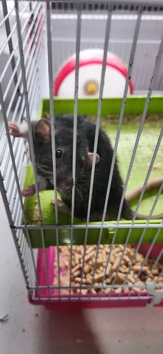 Twisters Dumbo - Foto 2