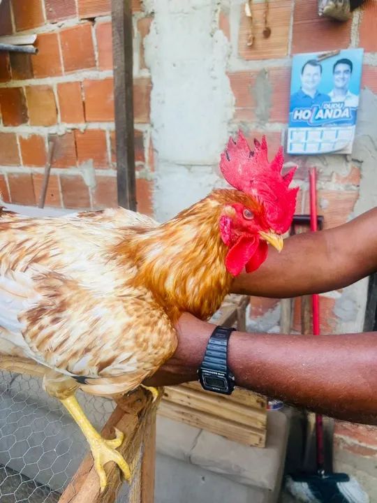 Frangos NovoGem Brown  - Foto 4