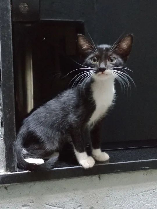 Duas gatinhas fofinhas para adoção responsável. - Foto 4