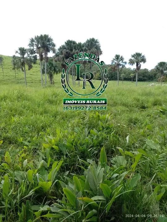 Chácara/Fazenda 11 alqueires  Próximo a Palmas - Foto 8