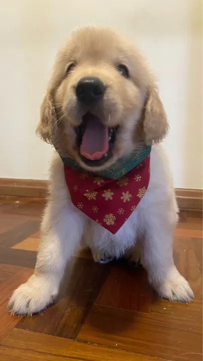 Filhotes Golden Retriever - Foto 4