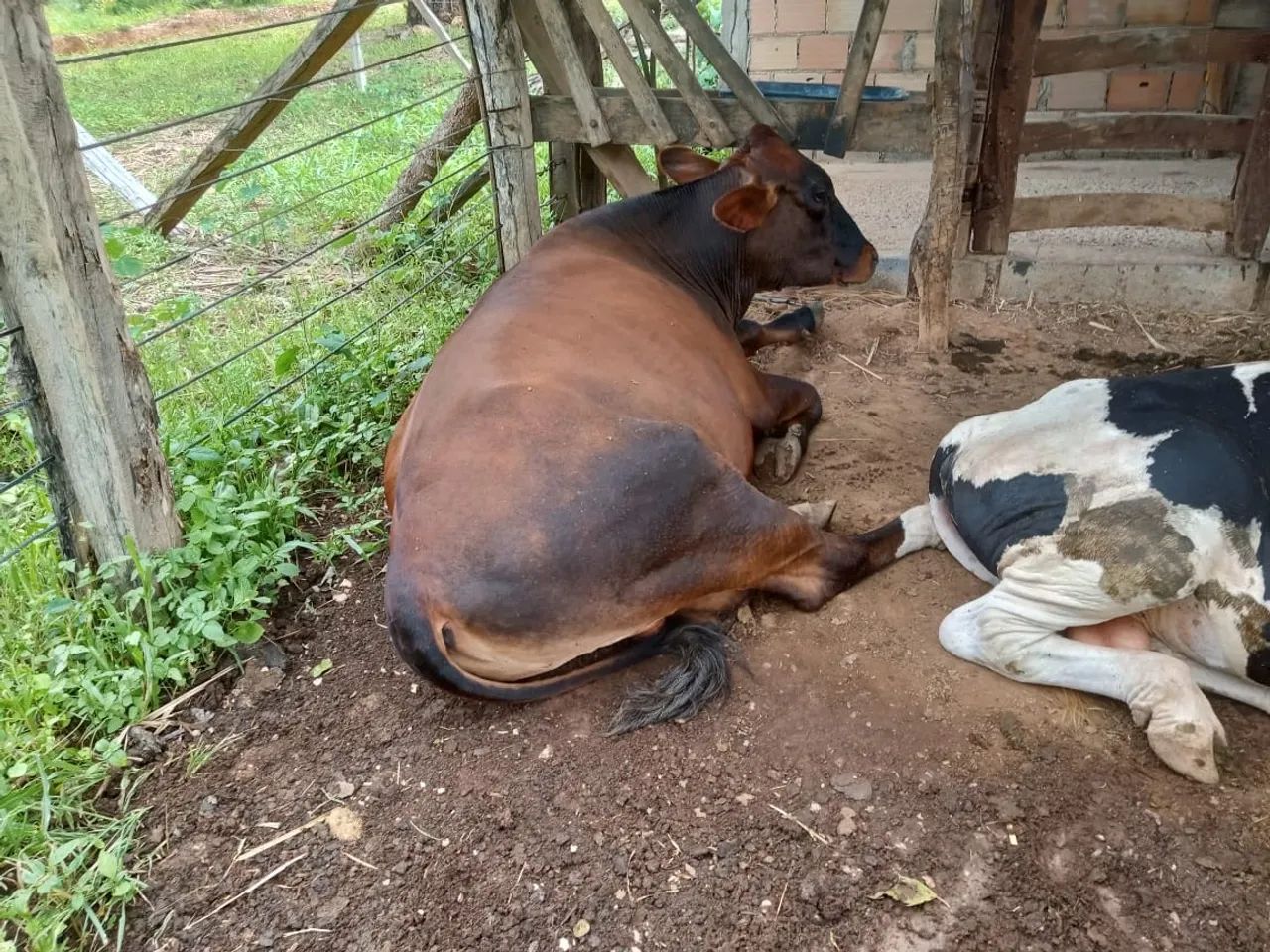 Gado jovem preço a combinar