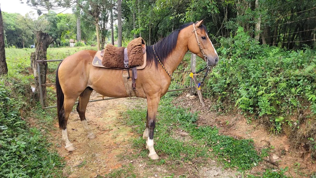 Cavalo quarto de milha  - Foto 2