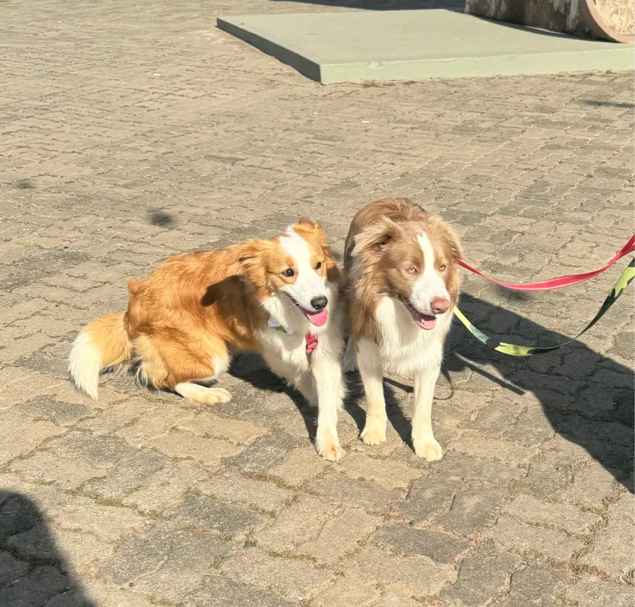 Filhote de Border Collie - Foto 6