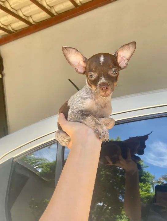 Pinscher Macho chocolate merle Passo cartão até 10x - Foto 4