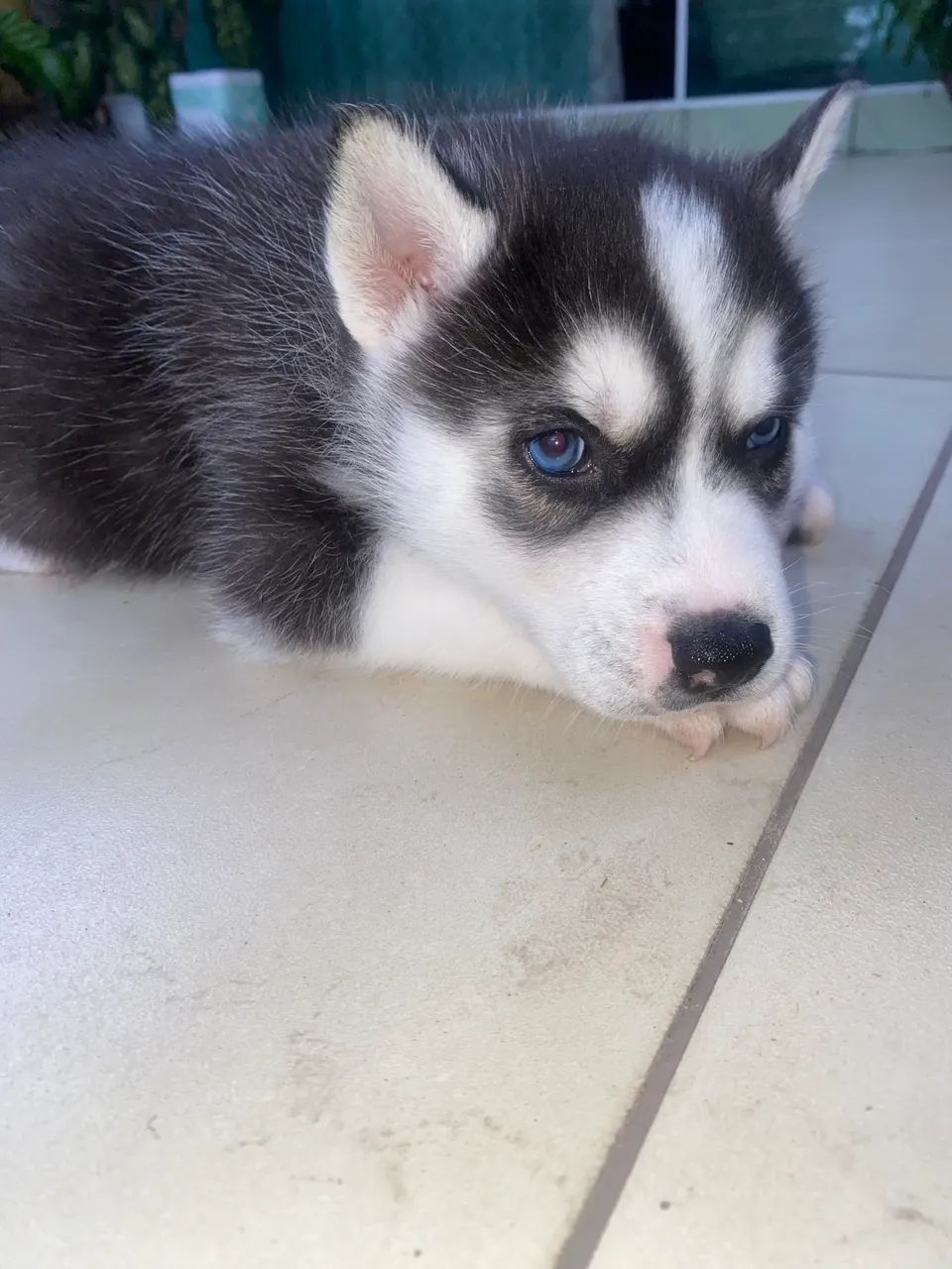 Olx Pakistan Siberian Husky Puppies For Sale Olx In Jaipur Alusky